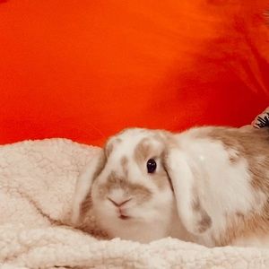 Meet your Posher, Lilah